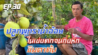 ปลูกพุทราน้ำอ้อยในเข่งดกจนกิ่งหัก [Ep.30]