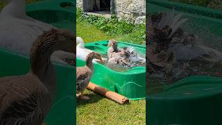 Pet Geese Cooling Off #geese #birds #shorts