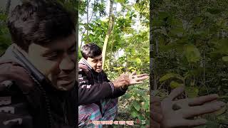 পুষ্পা সিনেমার রক্ত চন্দন কাঠ বাগেরহাটে #reelsvideo #comedyfilms #হৃদয়েবাগেরহাট