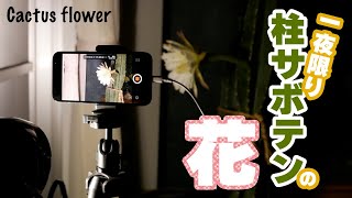 サボテンの花の衝撃的な最期