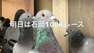 ミナココ鳩レース1013