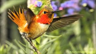 Rufous Hummingbird Sounds