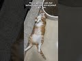 what your cat’s tail can tell you cat catfacts maymaw