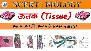 ऊतक | ऊतक क्या हैं? और ऊतक के प्रकार | NCERT Biology | Biology for Neet | tissue | VIKstudy