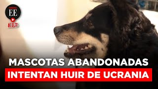 Ucrania: voluntarios rescatan mascotas abandonadas de la guerra | El Espectador