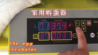 【孵蛋器】家庭用的孵蛋器长什么样？应该注意些什么问题？Here is the egg incubator,what should you pay more attention ?