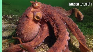 Octopus Steals Crab from Fisherman | Super Smart Animals | BBC Earth