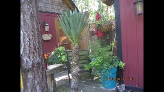 Tall Yucca gloriosa in our Northern Garden