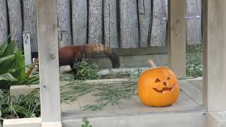 シセンレッサーパンダ (王子動物園) 2019年10月27日