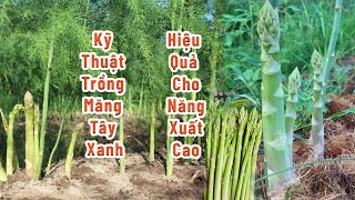 Kỹ Thuật Trồng Măng Tây Xanh Hiệu Quả Cho Năng Suất Cao/ 0822327226 - 0977503996