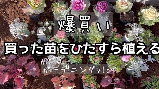 【ガーデニングvlog 】買った苗をひたすら植える#ガーデニング#vlog