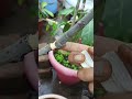 Fig tree air layering tip//How to air layer a fig tree using a cocopeat #short#fig fruit