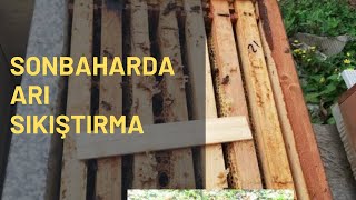 Sonbahar dönemi arı sıkıştırma #arı #bee #arıcılık #beekeeping #arısıkıştırma#sonbahar #kış#hazırlık