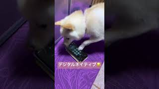 デジタルネイティブすぎるワンコ🐶　#豆柴 #豆柴のいる暮らし