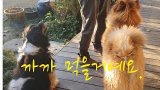 시골작은집일상 Vlog | 시골일상중 댕댕이들아침과오후일상|외출준비하기전 생채 만들어 놓기