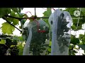 secret revealed use of ga3 will turn seeded grapes into seedless @moresfarmschannel3340