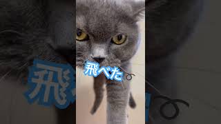 強風で飛ばされてみたいブリ猫♪法廷の人間模様を裁くねこ。#Shorts #ブリ猫 #傍聴 #裁判 #猫好きさんと繋がりたい #強風オールバック #飛ぶ猫 #傍聴デート