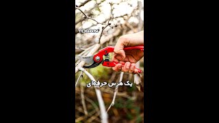 هرس حرفه‌ای با قیچی باغبانی توسن