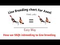 Line Breeding chart for Aseel|Line Breeding Karny ka tariqa | Line breeding benefits for Aseel