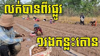 របៀបដាំខ្ទឹមស្លឹក ប្រើពេលតែ៤៥ថ្ងៃ ១រងឲ្យផលកន្លះតោន ដាំលក់ដើមមិនអស់ ទុកលក់ពូជបានថ្លៃថែមទៀត