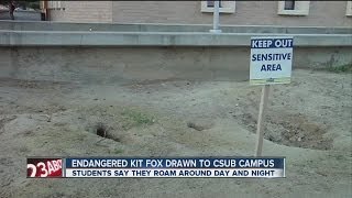 Endangered kit fox drawn to CSUB campus