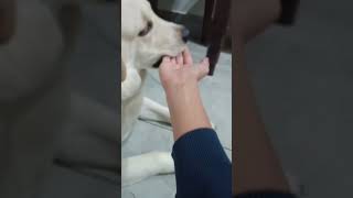 dog likes to bite my hand #shorts#youtube#shortsvideo