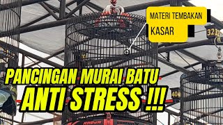 PANCINGAN MURAI ANTI STRESS - Simulasi Lomba Murai Batu #suaramuraibatu #simulasimuraibatu