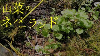 山菜を１日でどれだけ採れるかやってみたらすごい事になった