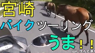 宮崎県のおススメ観光スポット都井岬について　バイクツーリングで野生のうまと火祭り