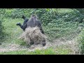 雨停了。iriki搶jabali手上食物。開起了 iriki tayari 打鬧 1 20210902 15 10 金剛猩猩 taipei zoo gorilla