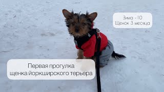 Первая прогулка щенка йорка зимой🐶 Зоотовары из Ленты🤗