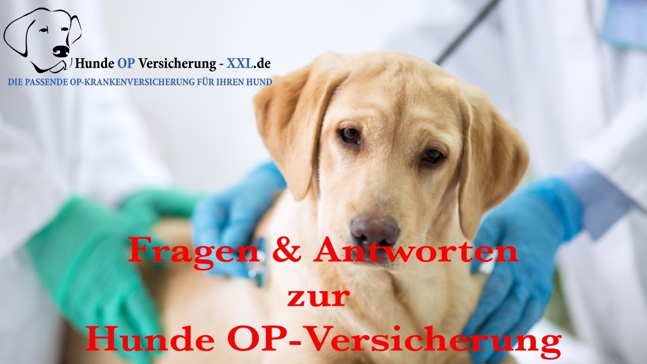 Owalo Design: Operationsversicherung Fur Hunde