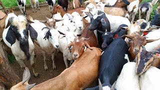 Building a Profitable Goat Farm in Uganda: Expert Advice for Beginners