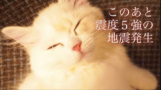 震度5強の地震でパニックになってしまった猫達