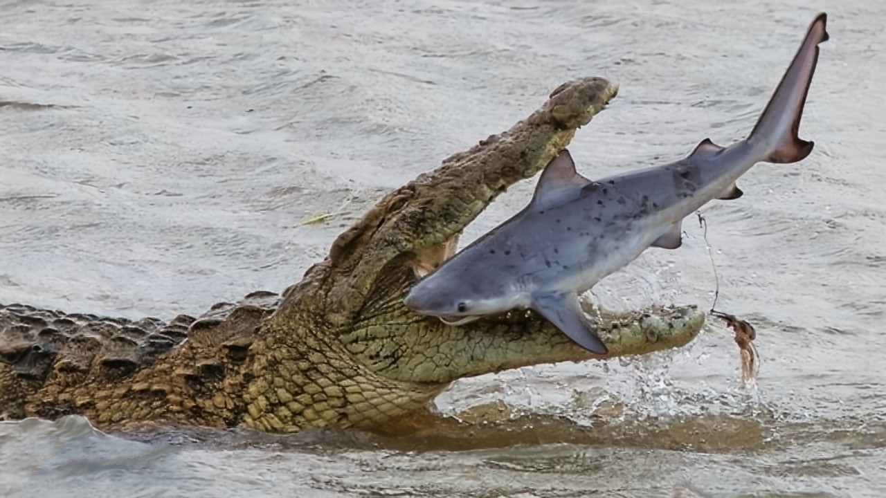 Nile Crocodile Attacks Human