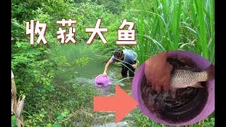 农村暴雨洪水，淹没农田，小伙河边收钓鱼竿，鱼一条接一条上钩【农人阿蓝】