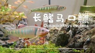 这是地球上最美丽的原生鱼（长鳍马口鱲）This is the most beautiful native fish on earth（Opsariichthys evolans）