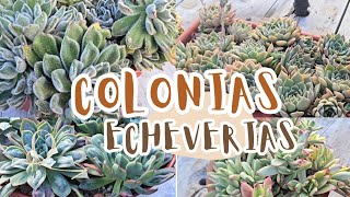 TRASPLANTANDO COLONIAS DE ECHEVERIAS #suculentas #plantas #flowers