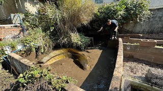 把鳄雀鳝和黑鱼混养在水池里，1年后放干水扒开杂草一看真是惊喜