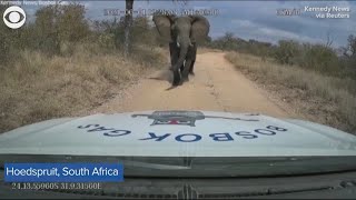 Dash cam video shows moment elephant charges at truck