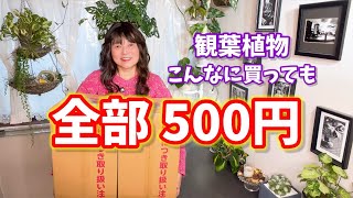 【観葉植物】全部500円！こんなに買っちゃいました #観葉植物 #plants #houseplants