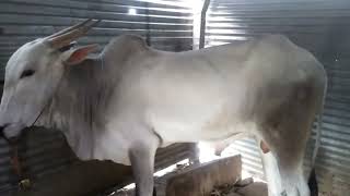 ಹಾವೇರಿಯಲ್ಲಿ ಸಿಂಗಲ್ ಹೋರಿ ಮಾರಾಟಕ್ಕೆ.single Ox for sale. #Ox #oxMarket