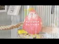 アキクサインコってどんな鳥？《特技編》アキクサインコっておしゃべりする？ 155羽のアキクサインコさんのアンケート結果②