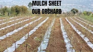 mulch sheet daal di Orchard 🎄Mai M7 rootstock 🍎2023