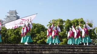 27 八琴栾 ひめじ良さ恋祭り2017 城見台公園　寄り