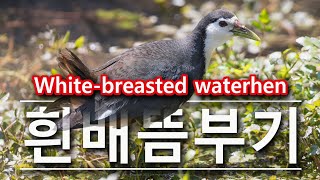 White-breasted waterhen 흰배뜸부기 최종