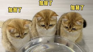 【牛奶是只猫】终于知道如何让猫咪多喝水了！不过没想到结尾小老三竟然用的是……哈哈哈