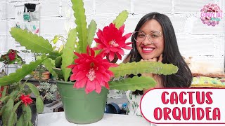 CACTUS ORQUÍDEA Una planta de sombra con flores impresionantes│Candy Bu