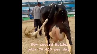 World biggest Udder Hf Cow@New Record Holder pdfa 70.450 kg per day