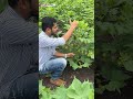 कापूस पातेगळ साठी उपाय kapus pategal upay कृषिमित्र farmer kapus marathi